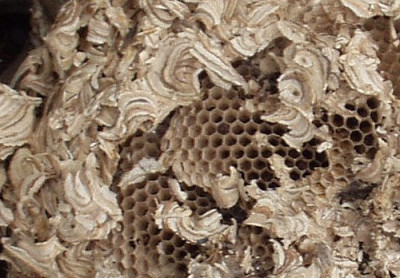 nest1.jpg
