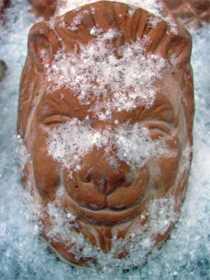 Schneeloewe_02.jpg
