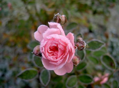 Reifrose-11-05.jpg
