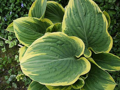H.Sagaekl.jpg
