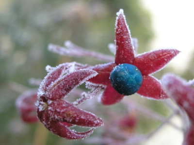 Clerodendrum-Beere-241105.jpg