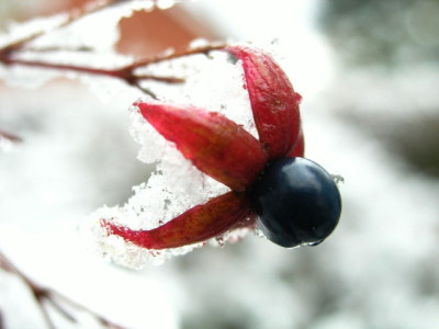 Clerodendrum-Beere-251105.jpg