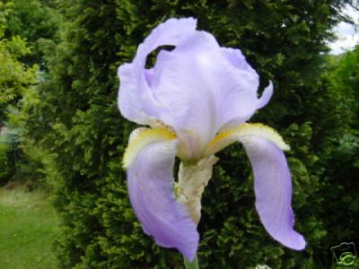 Iris_-_hellblau.JPG