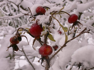 Hagebutten-im-Schnee11-05.jpg