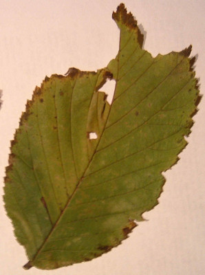 Ulmus_evtl_gr.jpg