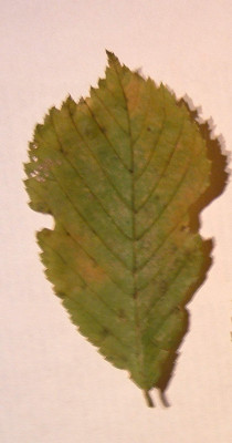 Ulmus_evtl1.jpg