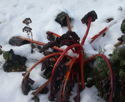 Krautstiel_weinrot_N_21805_89.jpg