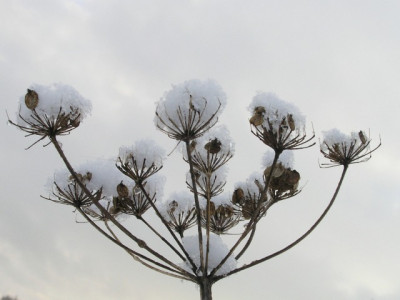Schneesterne-2-271105.jpg