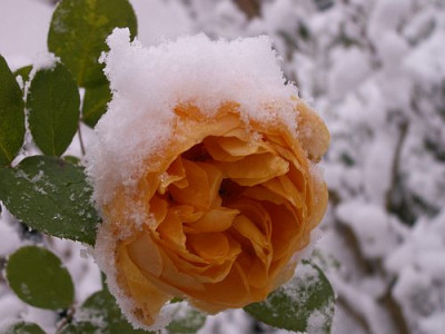 Graham-im-Schnee-11-05.jpg