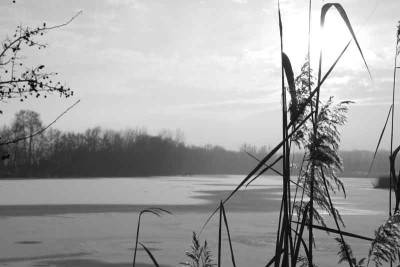 Donaugewasser-SW-3.jpg