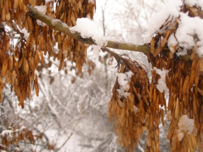 2005-11-27_fraxinus_excelsior.jpg