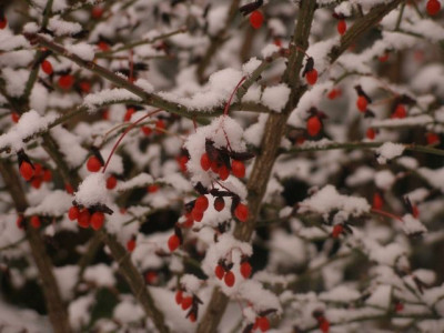 2005-11-25_euonymus_alatus.jpg