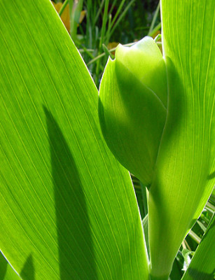 licht_schatten_iris.jpg