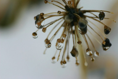 Allium-Nov-1.jpg