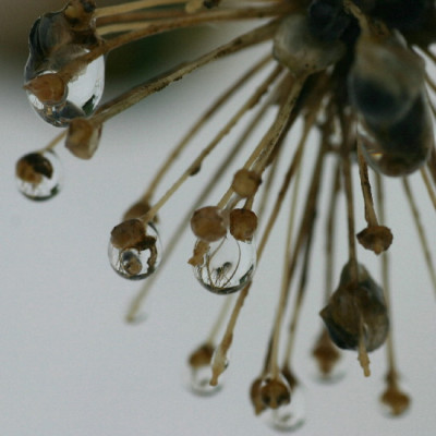 Allium-Nov-2.jpg