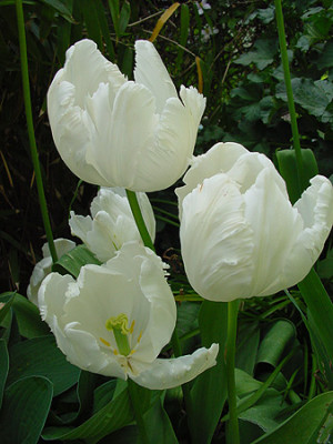 tulpe_white-parrot.jpg