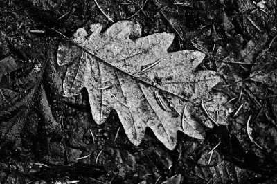 Blattstruktur_3_sw__27-11-05.jpg