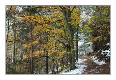 Wald_1__27-11-05.jpg
