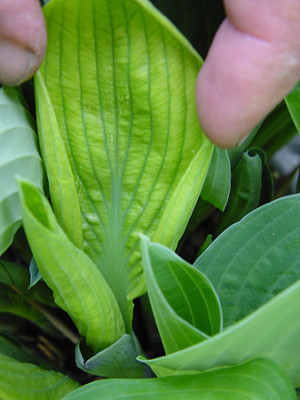 hosta_hyazinthina_veraender.jpg