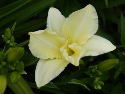 2015-06-23 Hemerocallis 'White Temptation'.jpg