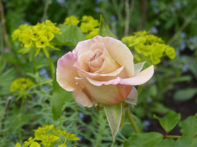 2015-06-23 Rosen 'Stephen Rulo'.jpg