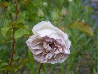 2015-06-23 Rosen 'Laika'.jpg