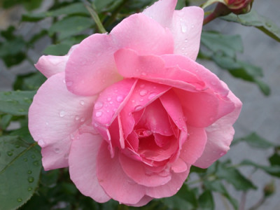 Kletterrose_Sorbet_S4_1653_94.jpg