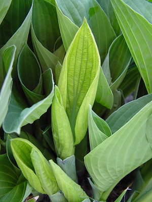 hosta_hyazinthina_veraen2.jpg