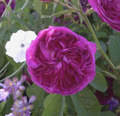 Charles_de_MillsRimg0648.JPG