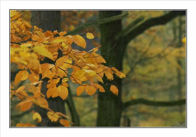 Wald_4_27-11-05.jpg