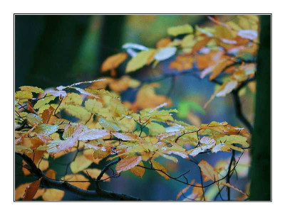 Wald_6_27-11-05.jpg