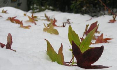 Amberbaumblaetter_im_Schnee.jpg