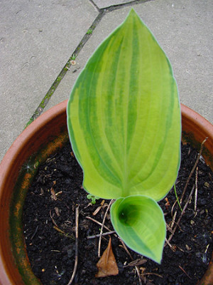 hosta_nina_smiles_austrieb.jpg