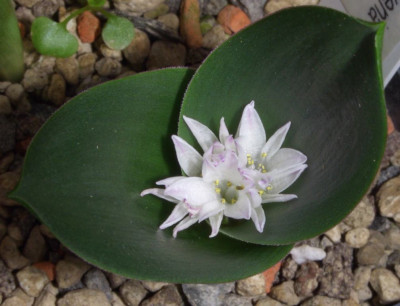 Polyxena_ensifolia.jpg
