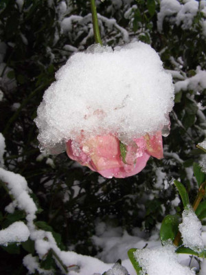 Queen_Elli_Blute_im_Schnee.jpg