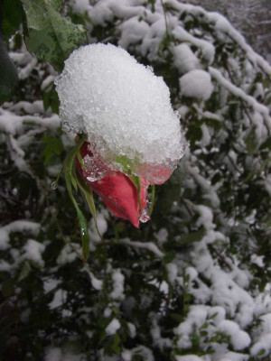 Queen_Elli_Knospe_im_Schnee.jpg