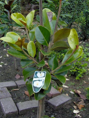 magnolia_grandiflora_Goliath_verkleind.JPG