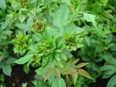 Viridiflora1.jpg