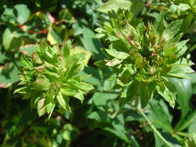 Viridiflora2.jpg
