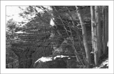 Wald_7_sw__27-11-05.jpg