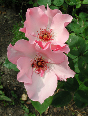 1dainty-bess.jpg