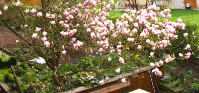 magnolia_soul_stamm_kl.jpg