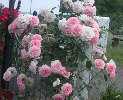 Sorbet_S4_2673_84.jpg