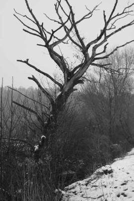 Am-Weiher-SW-1.jpg