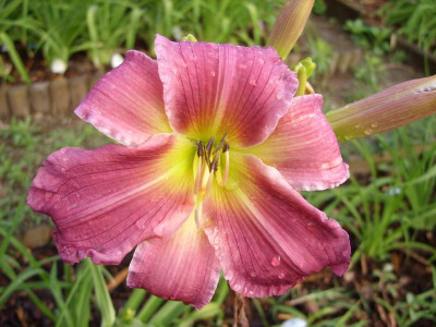 SS854002_9c09.JPG