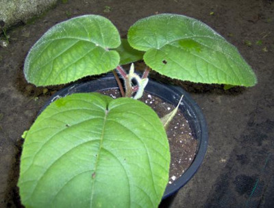 unknown_plant_1_verkleind.JPG
