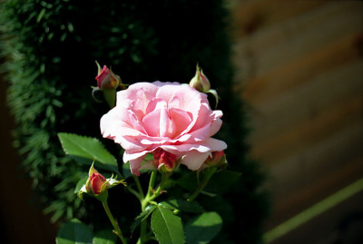 19.07.05-Sorbet-Blute-SU.jpg