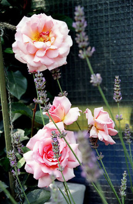 2004-07-29-C-Bluten.klein.jpg
