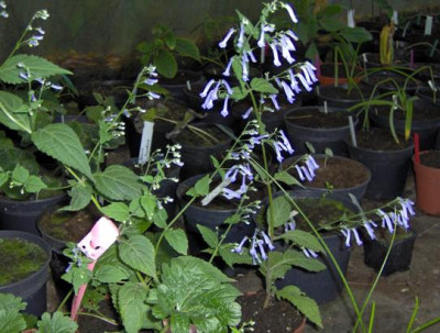 plant_3.JPG