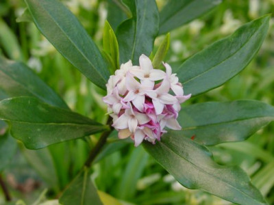 daphne-odora.jpg